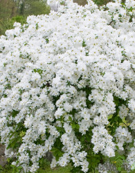 Nevestica/ Belika The Bride ( Exochordia macrantha)