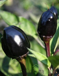 Feferon čili Black Olive
