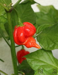 Feferon čili Trinidad scorpion red - HUD HUD