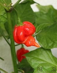 Feferon čili Trinidad scorpion - HUD HUD