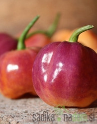 Feferon čili Purple Peach