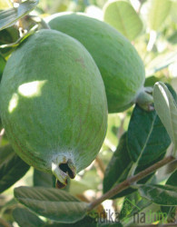 Feijoa / Fejoja Unique