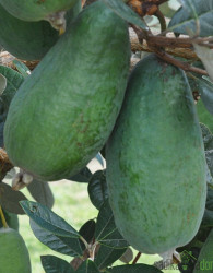 Feijoa / Fejoja Apollo ((Feijoa sellowiana))
