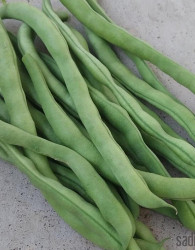 Seme Fižol Cannelino