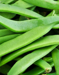 Seme fižol Roma II 941 - NIZEK