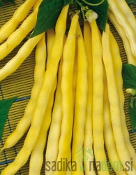 Seme Fižol Golden Teepee