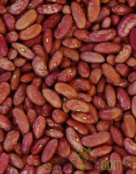 Seme Fižol Ribnčan