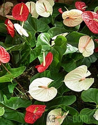 Flamingovec Anthurium andreanum