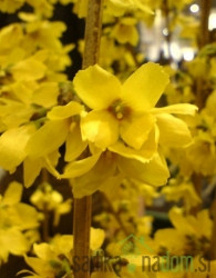 Forzicija  Goldrausch / Lynwood (Forsythia intermedia)