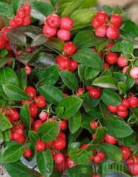 Navadna gaulterija (Gaultheria Procumbens) - ZIMZELENA