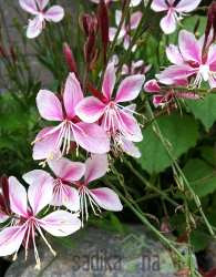 Gavra (Gaura lindheimeri)