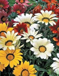 Gazanija (Gazania sp.)