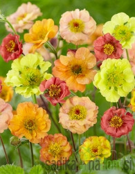 Geum - Sretena