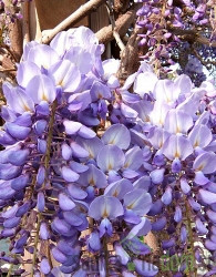 Glicinija Prolific (Wisteria sinensis)