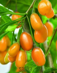 Goji jagoda Amber Sweet