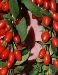 Goji jagoda New Big