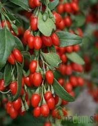 Goji jagoda Sweet Berry - sladkega okusa
