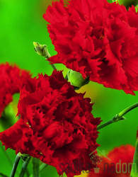 Gorenjski nagelj (dianthus sp.)