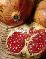 Granatno jabolko Konjski zob - PRIMERNO ZA CELINSKO PODNEBJE