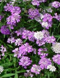 Seme Grenik mešanica - Iberis umbellata