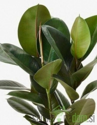 Ficus Elastica Robusta / Abidijan - Gumovec
