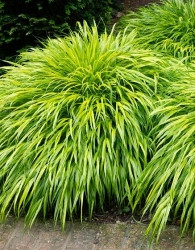 Okrasna trava Hakonechloa Aureola