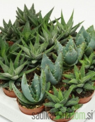 Havortija (Haworthia) MIX