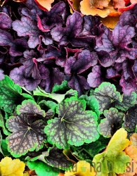 Hojhera (Heuchera)