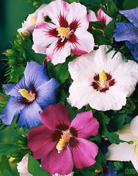 Hibiskus/oslez  (Hibiscus syriacus)