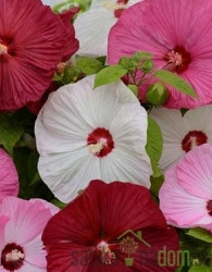 Hibiskus močvirski - velikocvetni  (Hibiscus moscheutos)