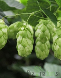 Hmelj Chinook