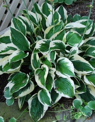 Hosta