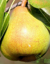 Hruška Šampionka