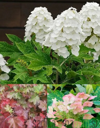 Hrastovolistna hortenzija Alice (Hydragea Qurcifolia)