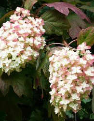 Hrastovolistna hortenzija Snowflake (Hydragea Qurcifolia)