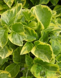 Vzpenjava hortenzija Mirranda (Hydrangea anomala)
