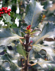 Navadna bodika Blue Angel (Ilex meserveae)