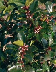Navadna Bodika (Ilex meserveae) Blue Princes