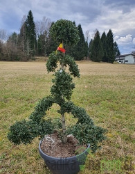 Ilex Crenata Kinme- BONSAJ