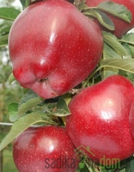 Jablana Top Red - po naši oceni ena najboljših