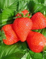 Jagoda Clery - ENORODNA (100 kom)