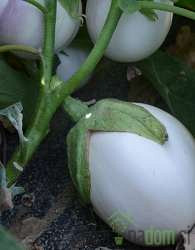 Jajčevec bel Alba Bianca