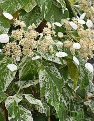 Japonska hidrangeja Burst of Light (Schizophragma hydrangeoides)