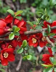 Japonska kutina Superba Crimson and Gold