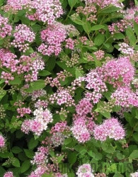 Japonska  medvejka Little Princess (Spirea Japonica)