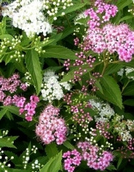Japonska medvejka Genpei (Spirea japonica) - NIZKA, DVOJNA BARVA