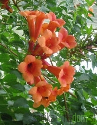 Jasminova troblja Guilfoylei (Campsis tagliabuana)