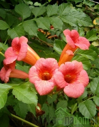 Jasminova troblja Gabor (Campsis Radicans)