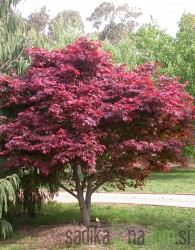 Javor japonski rdečelistni Atropurpureum (Acer Japonicum)