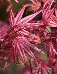 Javor pahljačasti Beni Maiko (Acer Palmatum)